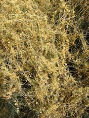 Cuscuta californica