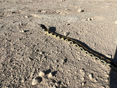 Thamnophis cyrtopsis