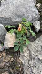 Cochlospermum wrightii