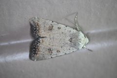 Caradrina montana