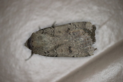 Abagrotis reedi