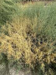 Cuscuta californica
