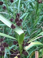 Scirpus atrovirens