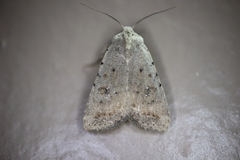 Caradrina montana