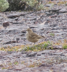 Geositta cunicularia