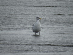 Larus glaucescens