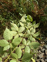 Rubus polonicus
