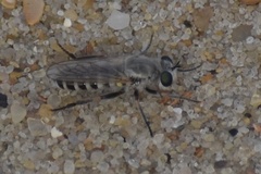 Laphystia