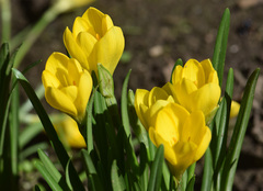 Sternbergia lutea