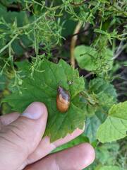 Succinea putris