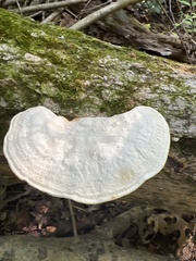 Trametes lactinea