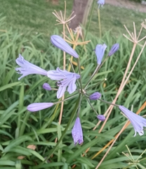 Agapanthus