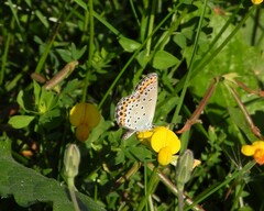 Plebejus argyrognomon