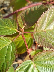 Rubus polonicus