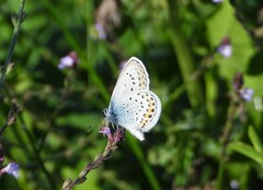Plebejus idas