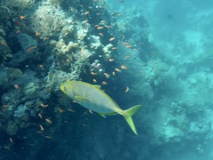Flavocaranx bajad