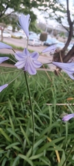 Agapanthus