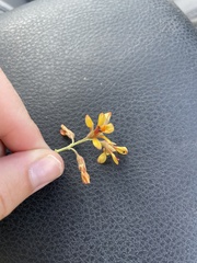 Hoffmannseggia glauca