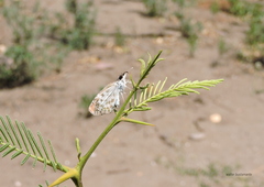 Chiomara asychis