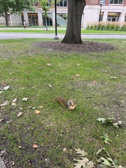 Sciurus niger