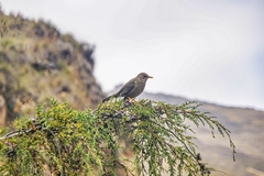 Turdus chiguanco