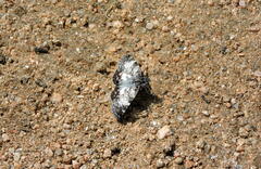Chiomara asychis