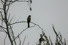 Andropadus importunus