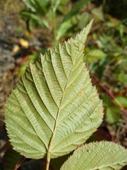Rubus polonicus