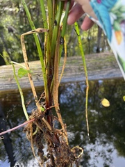 Cyperus