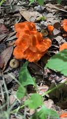 Cantharellus cinnabarinus