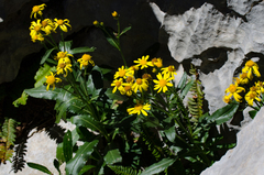 Senecio pyrenaicus