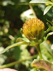 Bidens connata