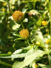 Bidens connata