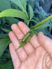 Lophocampa mixta