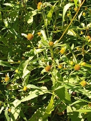 Bidens connata