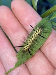 Lophocampa mixta