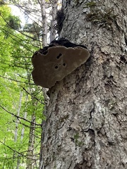 Ganoderma megaloma