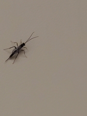 Pimpla pedalis