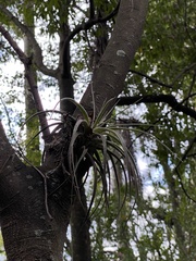 Tillandsia pohliana