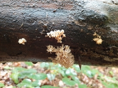Artomyces pyxidatus