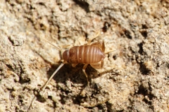 Myrmecophilus