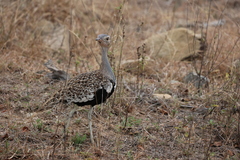 Eupodotis ruficrista