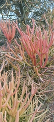 Euphorbia tirucalli