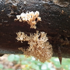 Artomyces pyxidatus
