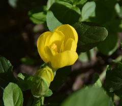 Sternbergia lutea