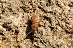 Myrmecophilus