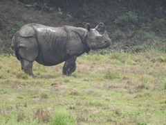 Rhinoceros unicornis