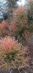 Euphorbia tirucalli