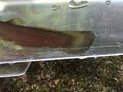 Noturus leptacanthus