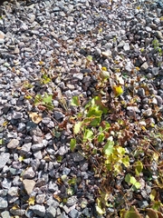 Vitis vinifera